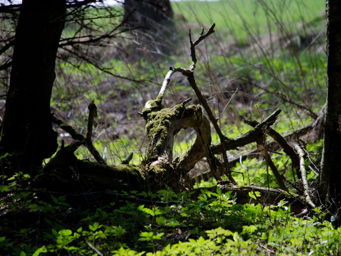 Others 2, Doppelhaushalfte in Hasselfelde, Harz