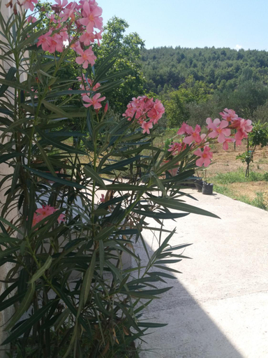 Others 5, Banin, Skradin