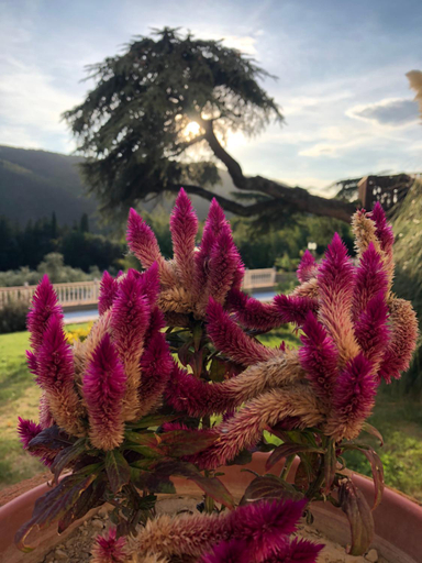 Others 4, Villa D'Arte Agri Resort, Florence