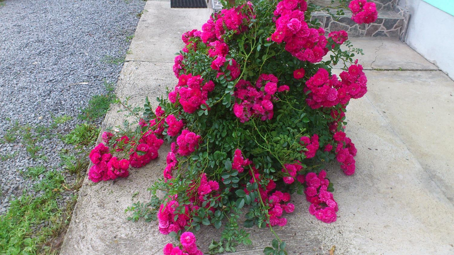 Others 3, Becze Vanda kulcsoshaz, Lazarea