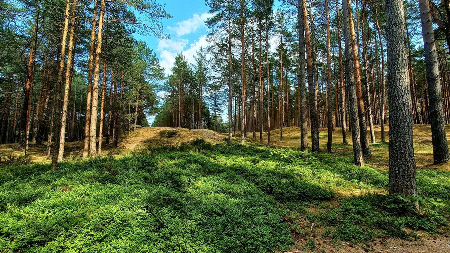 Others 2, Domjana Lubiatowo, Wejherowo