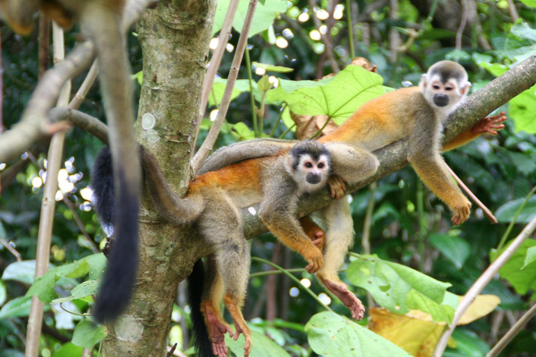 Others 3, Hotel Manuel Antonio Park, Aguirre