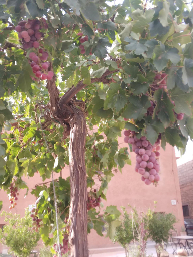 Others 3, Dar Bilal, Ouarzazate