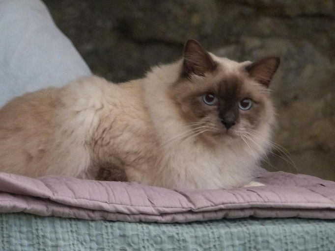 Others 4, Le Chat Sur Le Toit, Vaucluse