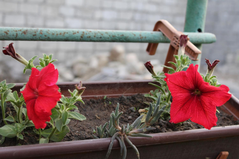 Others 4, Guest house poligloti, Telavi