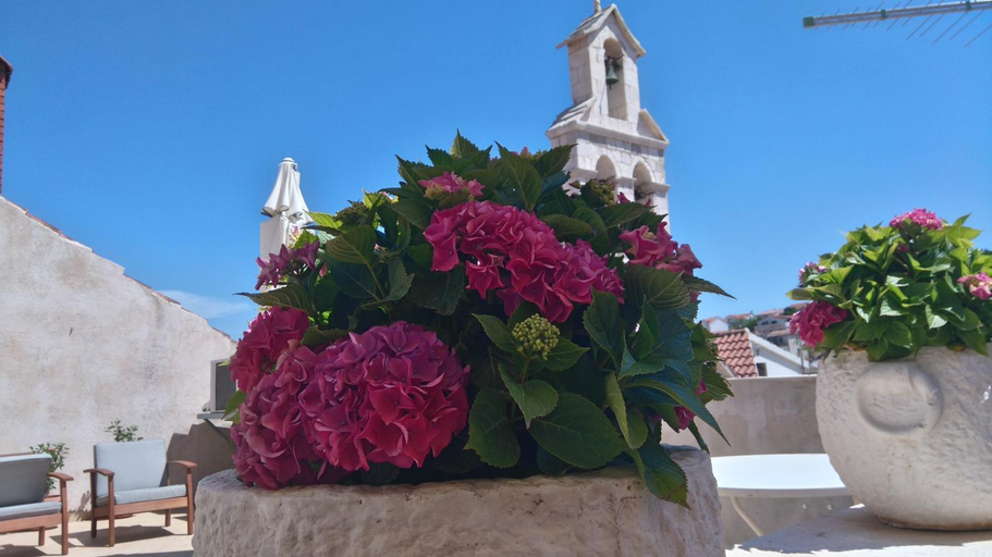 Garden, Old Town Hvar, Hvar