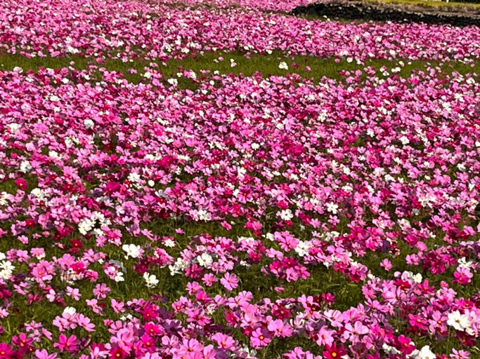 Others 5, Tong Xin Farmstay, Miaoli