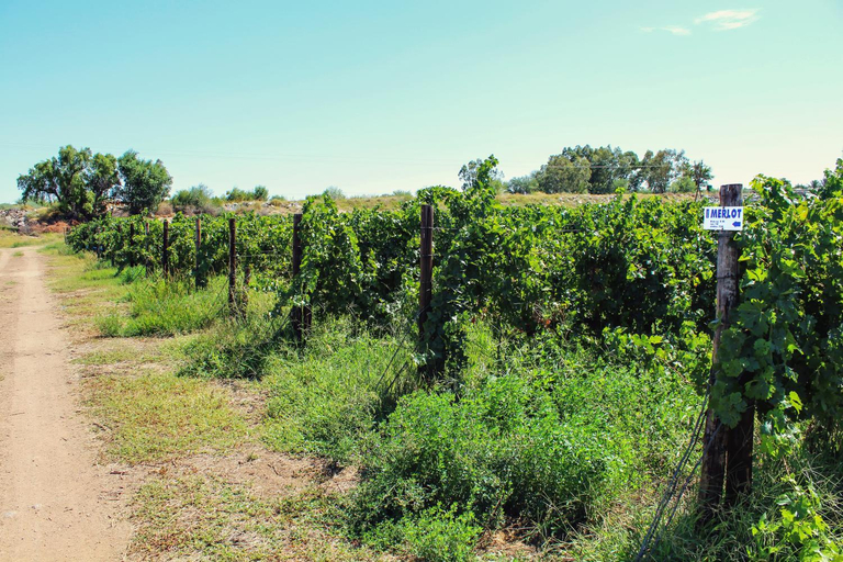 Others 3, Bezalel Wine & Brandy Estate, Siyanda