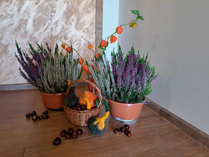 Others 5, U Chowancow, Nowy Targ