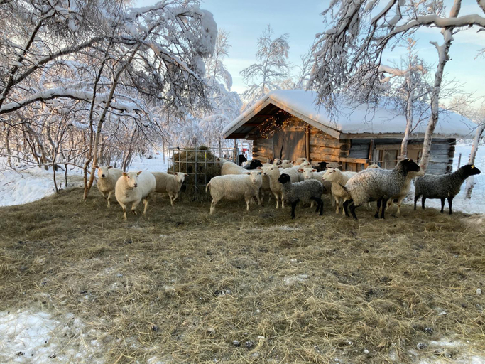 Others 5, Kuttainen Lodge, Kiruna