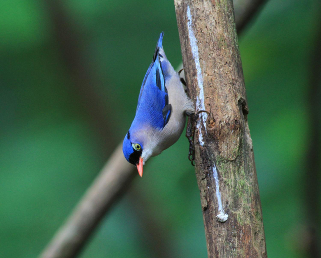 Others 3, Rangbondoi - Birdhides Included and available for birding guide, Chom Thong