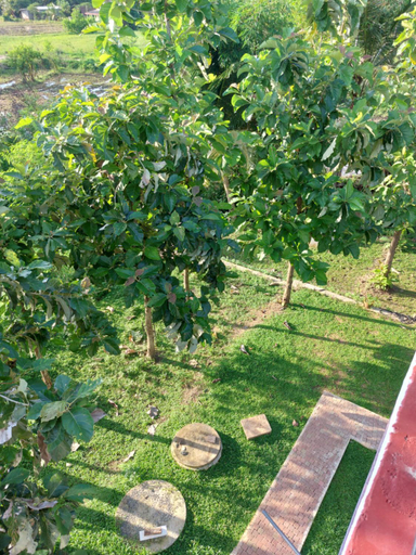 Others 4, Green Shield Resort, N. Palatha Central