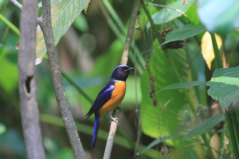 Rangbondoi - Birdhides Included and available for birding guide, Chom Thong