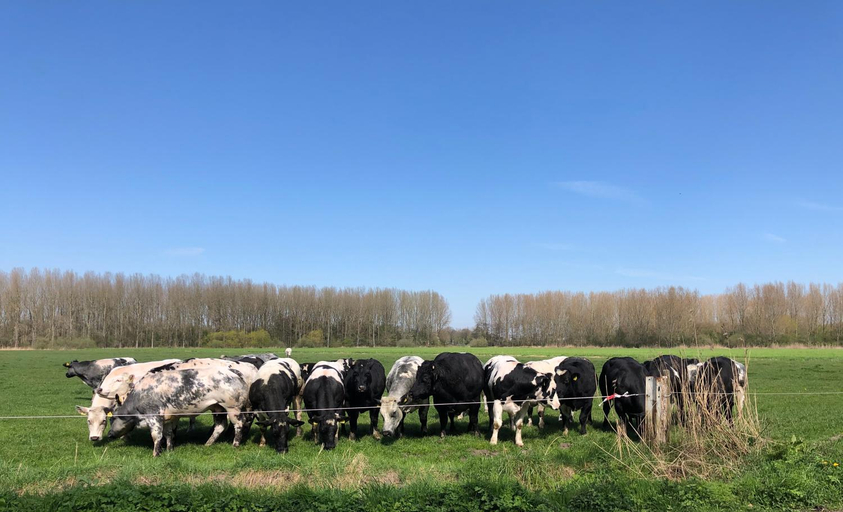 Others 2, 't stippie, Terneuzen