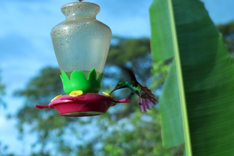 Food & Drinks 5, Casa Maiana, Nicoya