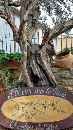 Others 5, L'olivier sur la place, Alpes-de-Haute-Provence