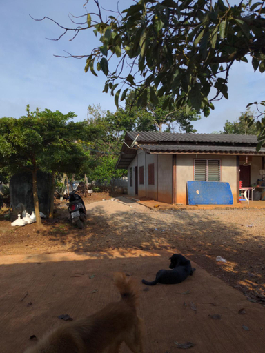 Others 5, High Plain Coffee & Homestay, Chiang Dao