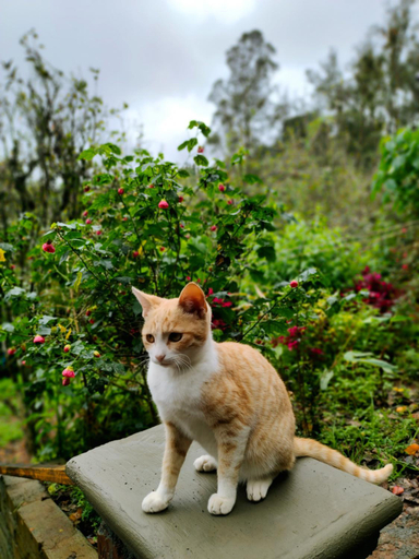 Others 5, Pear Tree Inn Villa Kotagiri, The Nilgiris