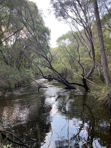 Others 5, Donnelly Lakes, Nannup