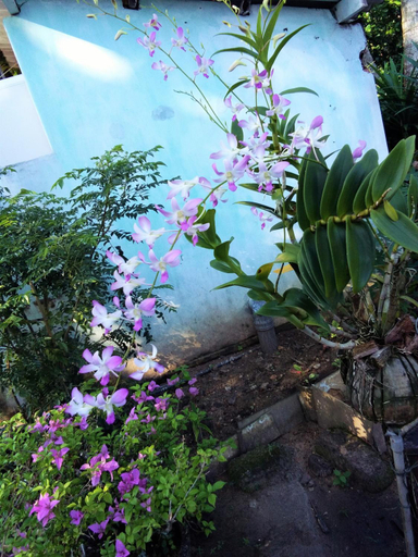 Sport & Beauty, Hikkaduwa backyard beach homestay, Hikkaduwa