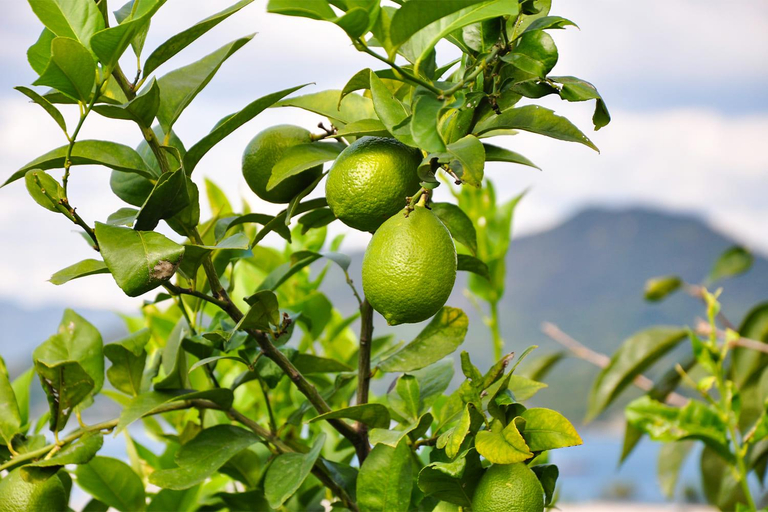 Others 2, LEMON FARM GLAMPING simanami, Onomichi