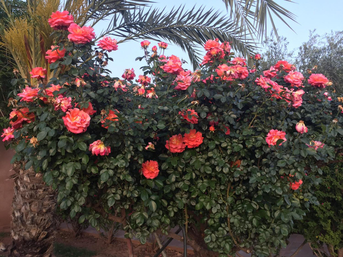 Others 3, Maidan El Arsa, Marrakech
