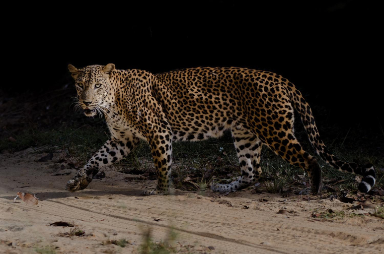 Others 4, Leopard Trails Yala, Katharagama