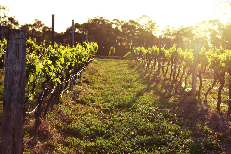 Others 4, Blueberry Hill Vineyard Stay, Cessnock