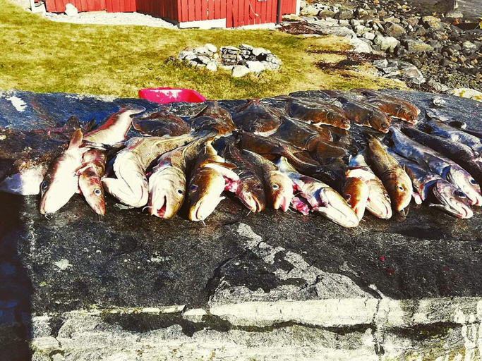 Food & Drinks 4, 8 Person Holiday Home in Austefjorden, Volda