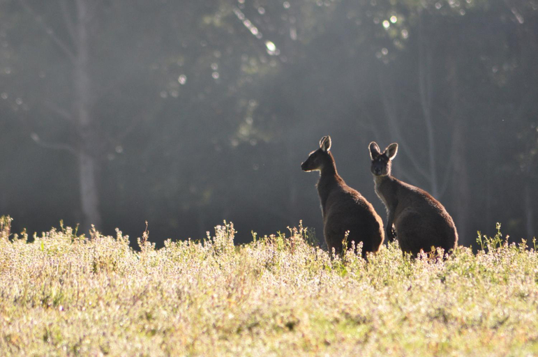Others 5, Karri Valley Chalets, Manjimup