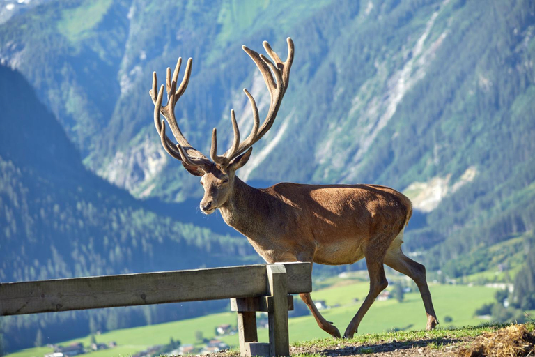 Others 4, Hotel Gasthof Abelhof, Zell am See
