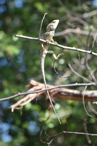 Others 4, Wild Lake Side, Sevanagala