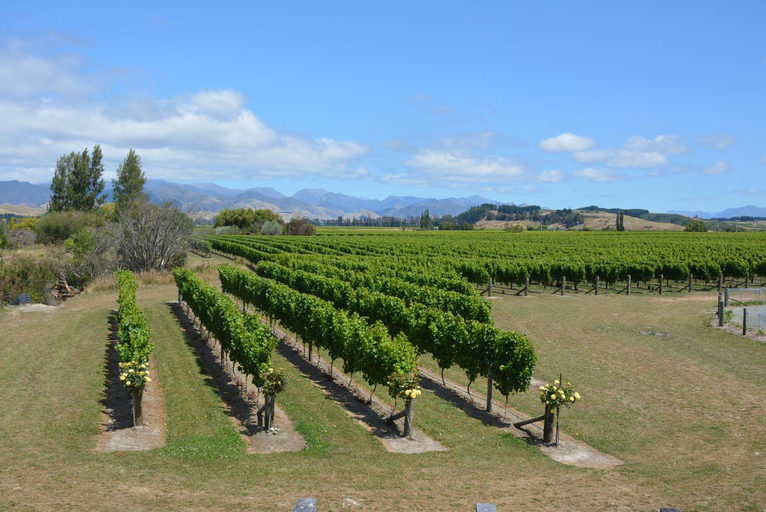 Others 3, DDOG Vineyard & BnB, Marlborough