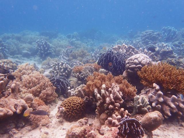 Others 5, Nomad Divers Bangka, North Minahasa