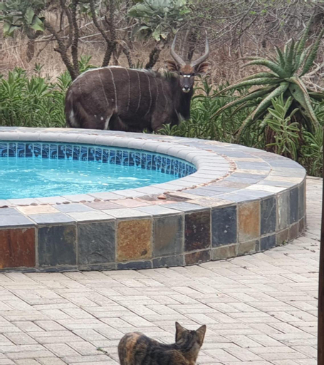 Sport & Beauty 5, Belvedere Game Ranch, Zululand