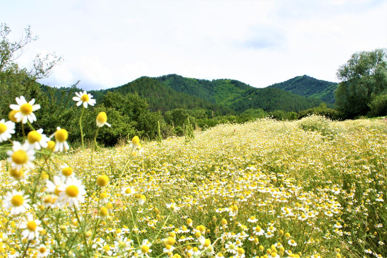 4, Agriturismo Malvista, Alessandria