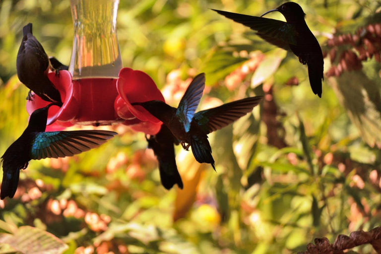 Garden 5, Villa Campeche, Les Anses-d'Arlets
