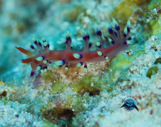 Others 4, TABARI DIVE LODGE, Raja Ampat