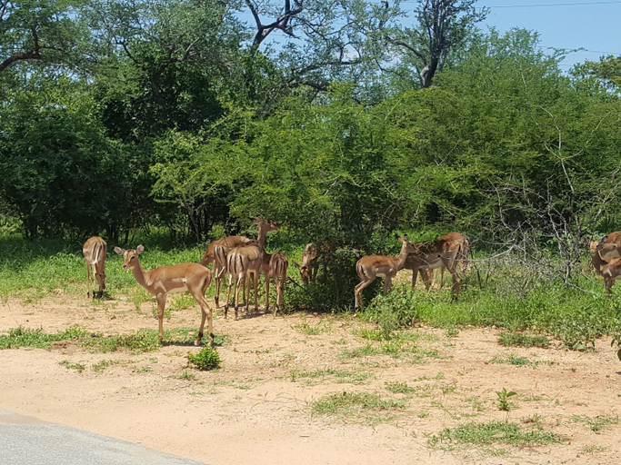 Others 5, At Rest Bushstay, Mopani