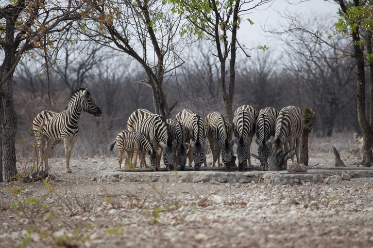 Others 2, Okutala Etosha Lodge, Kamanjab