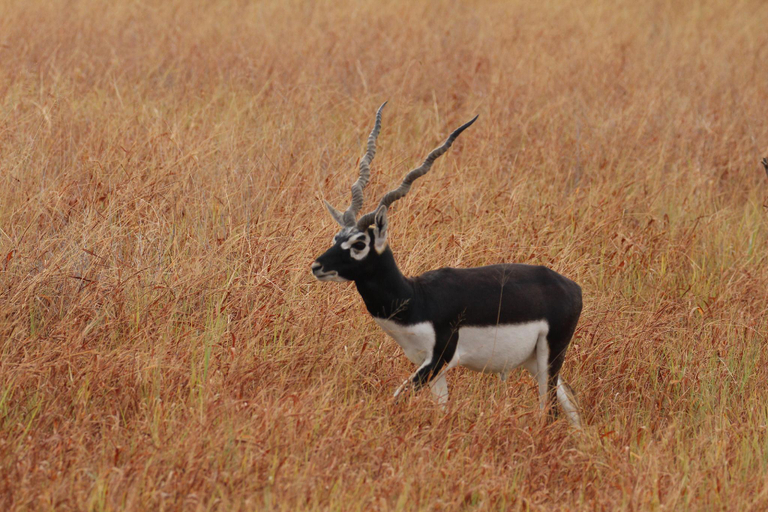 Others 5, The Blackbuck Trails velavadar, Bhavnagar