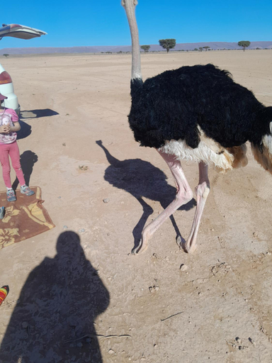 Others 3, Auberge chez hammadi, Ouarzazate
