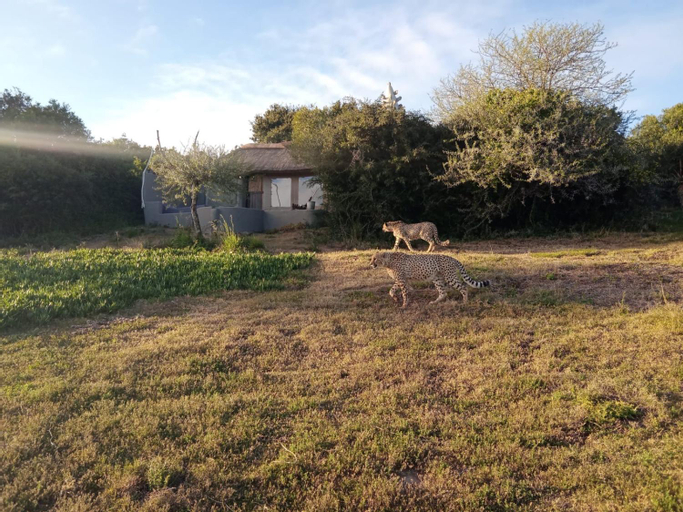 Safari Lodge - Amakhala Game Reserve, Cacadu