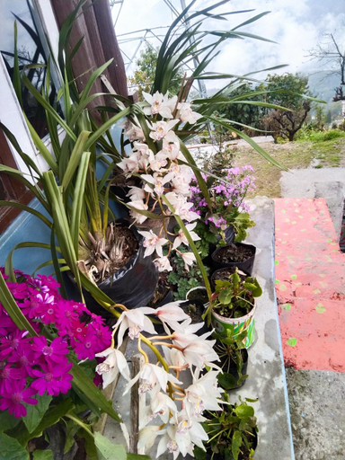 Others 4, The Himalayan Resort, South Sikkim