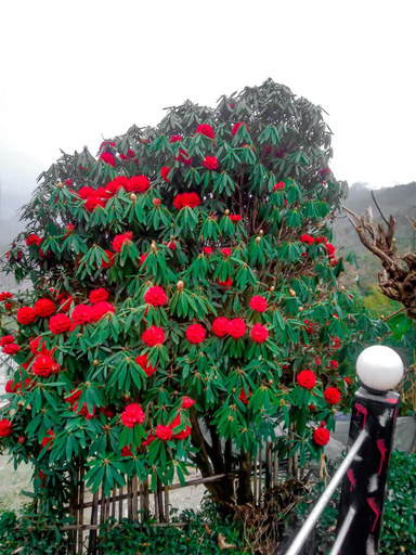 Others 5, The Himalayan Resort, South Sikkim