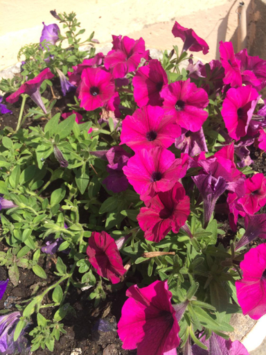 Others 3, Sakura Guesthouse, Sochi gorsovet
