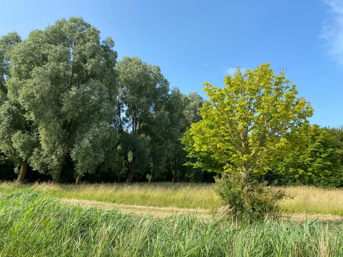Others 5, krabbenkreek 2, Tholen
