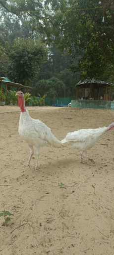 Others 5, Dev's Marine Resort By GRB, Baleshwar