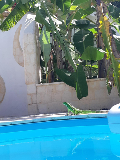 Garden 2, Bungalows du Soleil - Piscine Jardin Fleuri, Le Gosier