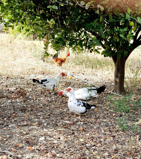 Others 5, Villa Kavalino, South Aegean